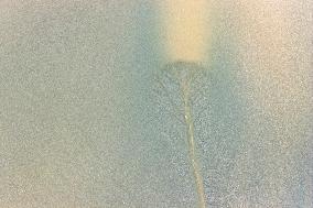 Tidal Tree Landscape by the Qiantang River in Haining