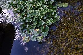 Japanese Garden Of Peace By Isamu Noguchi At Unesco in Paris