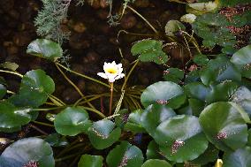 Japanese Garden Of Peace By Isamu Noguchi At Unesco in Paris