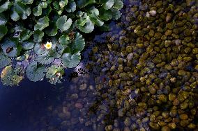Japanese Garden Of Peace By Isamu Noguchi At Unesco in Paris