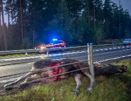 ÄLGOLYCKA SÖDER OM AVESTA