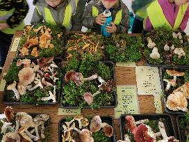 Mushroom exhibition