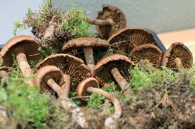 Mushroom exhibition