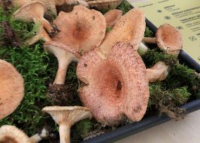 Mushroom exhibition