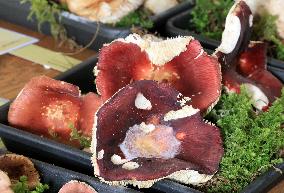 Mushroom exhibition