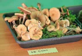 Mushroom exhibition