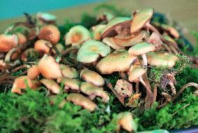 Mushroom exhibition