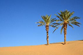 Illustration - Mauritania