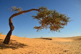 Illustration - Mauritania