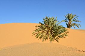 Illustration - Mauritania