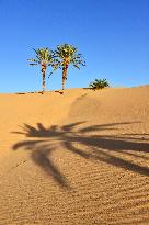 Illustration - Mauritania