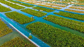 Hairy Crab Ecological Breeding Base in Suqian