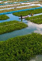 Hairy Crab Ecological Breeding Base in Suqian