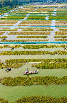 Hairy Crab Ecological Breeding Base in Suqian
