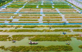 Hairy Crab Ecological Breeding Base in Suqian