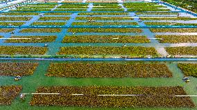 Hairy Crab Ecological Breeding Base in Suqian