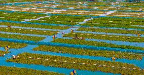 Hairy Crab Ecological Breeding Base in Suqian