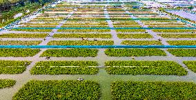 Hairy Crab Ecological Breeding Base in Suqian