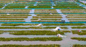 Hairy Crab Ecological Breeding Base in Suqian