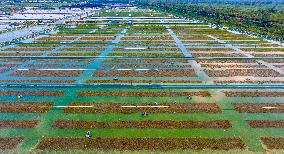 Hairy Crab Ecological Breeding Base in Suqian