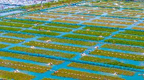 Hairy Crab Ecological Breeding Base in Suqian