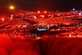 Illuminated kochia field in eastern Japan park