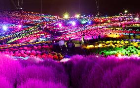Illuminated kochia field in eastern Japan park