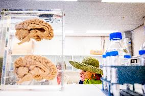 Queen Maxima Visits Netherlands Brain Bank - Amsterdam