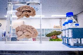 Queen Maxima Visits Netherlands Brain Bank - Amsterdam
