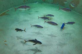 Offshore Yellowfin Tuna Breeding Base - China
