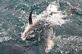 Offshore Yellowfin Tuna Breeding Base - China