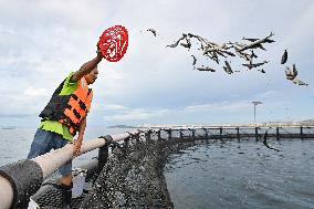 Offshore Yellowfin Tuna Breeding Base - China