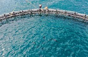 Offshore Yellowfin Tuna Breeding Base - China