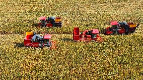 Seed Corn Planting Base in Zhangye