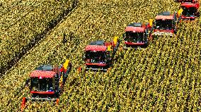 Seed Corn Planting Base in Zhangye