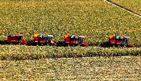 Seed Corn Planting Base in Zhangye