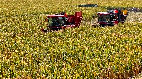 Seed Corn Planting Base in Zhangye