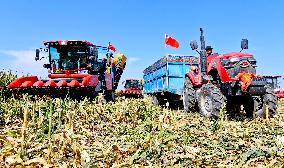 Seed Corn Planting Base in Zhangye