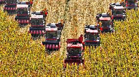 Seed Corn Planting Base in Zhangye