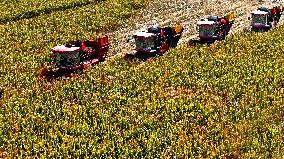Seed Corn Planting Base in Zhangye