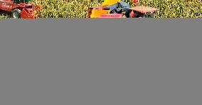 Seed Corn Planting Base in Zhangye