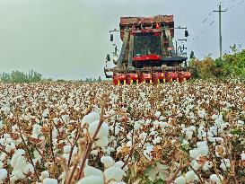 Cotton Harvest in Aksu