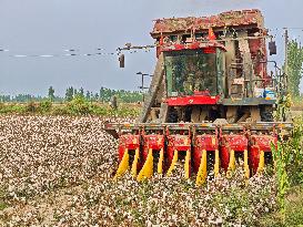 Cotton Harvest in Aksu