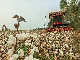 Cotton Harvest in Aksu