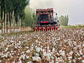 Cotton Harvest in Aksu
