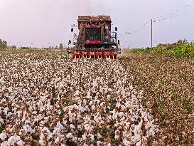 Cotton Harvest in Aksu