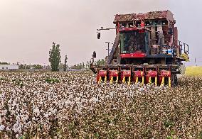Cotton Harvest in Aksu