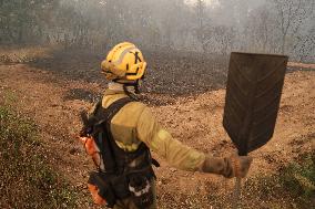 Forest Fire In Panton - Spain