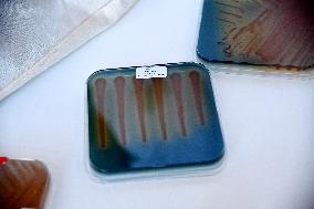 Pasteur Institute - Paris