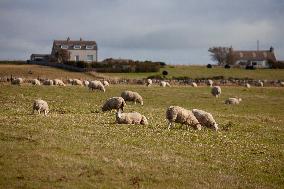 Illustration Scotland Landscape
